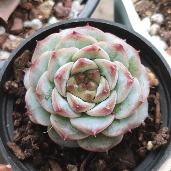 Echeveria Red Velvet