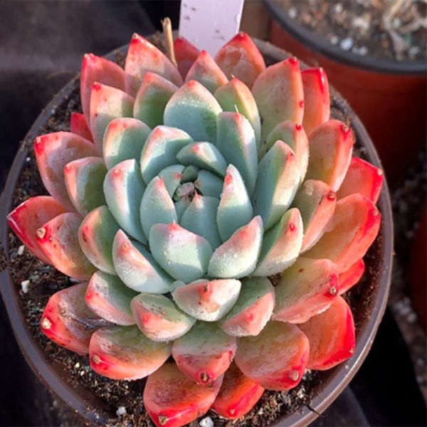 Echeveria Seosi (XiShi)