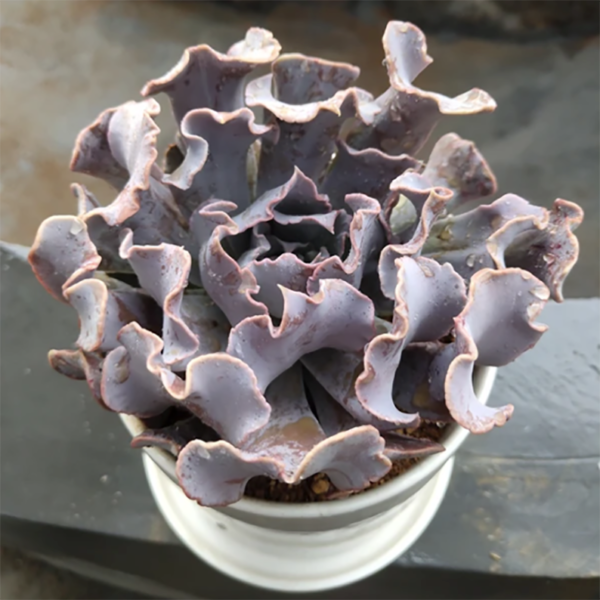 Echeveria Swan Lake