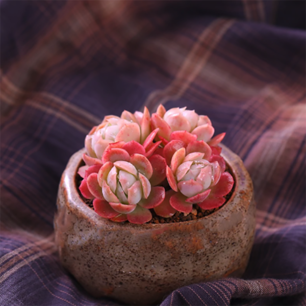 Echeveria Twin Berry Cluster