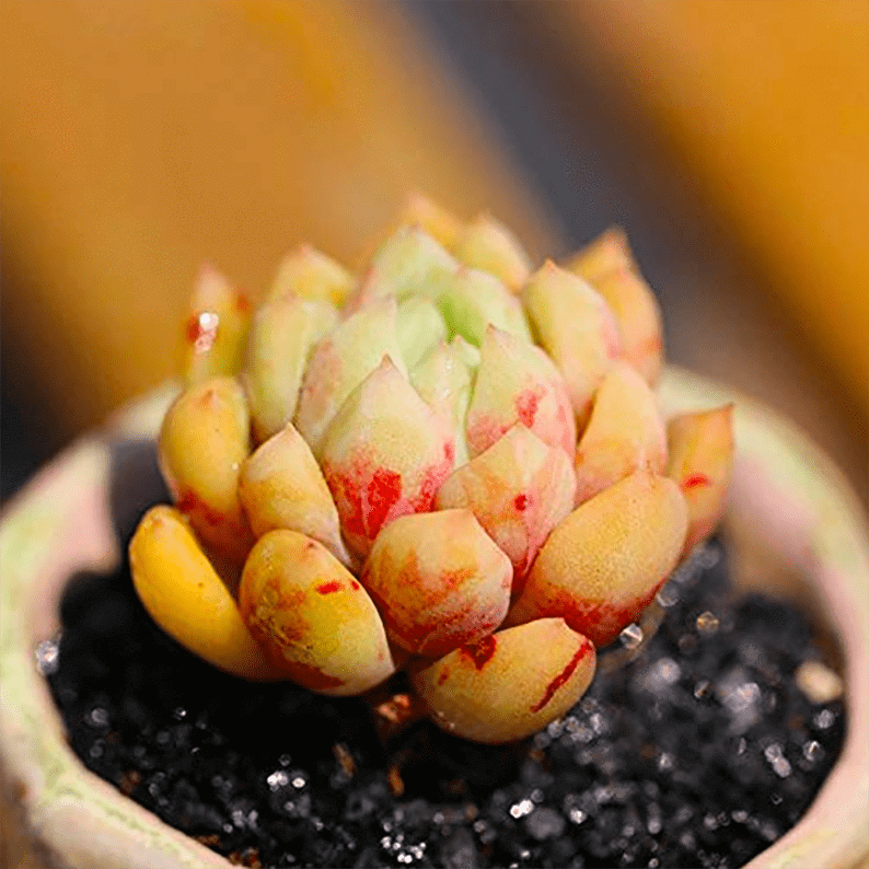 Echeveria Alba Aloha