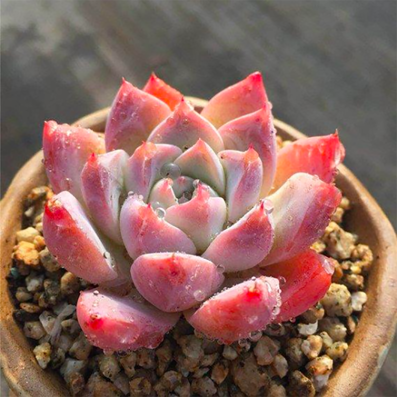 Echeveria Alba Beauty