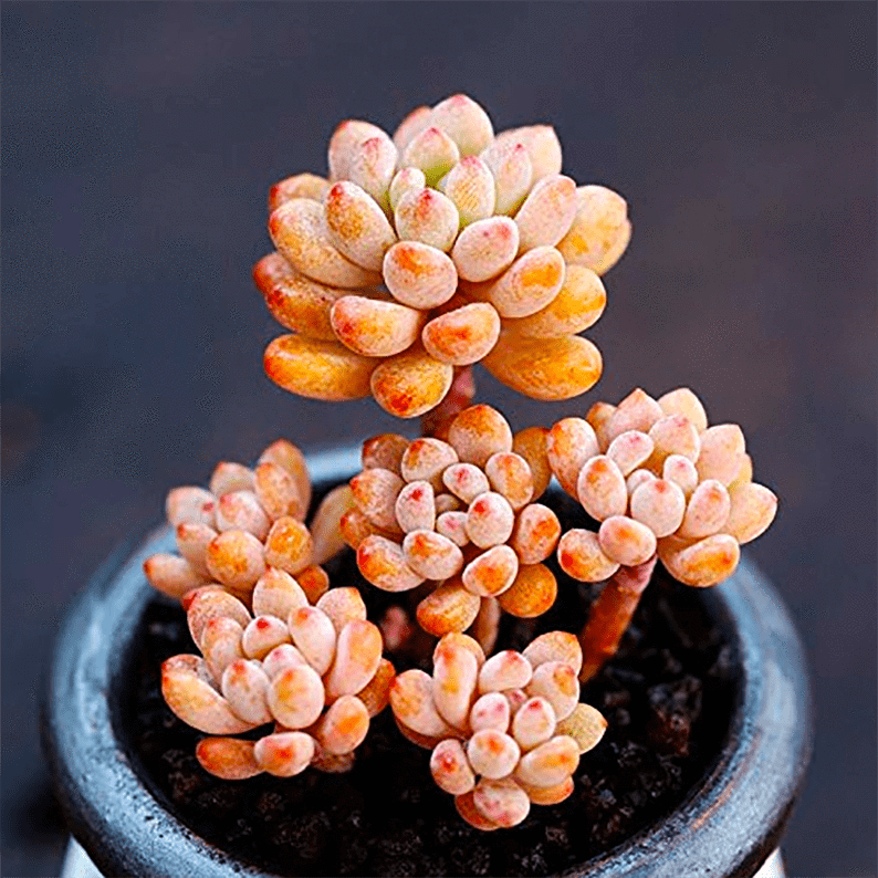Echeveria Amoena Microcalyx
