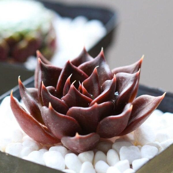Echeveria Black Prince