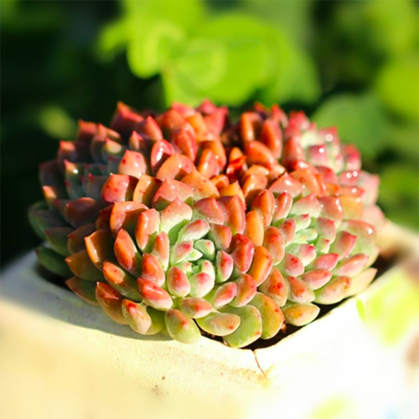 Echeveria Chrissy N ryan