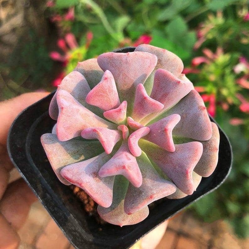 Echeveria Cubic Frost