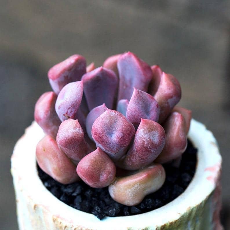 Echeveria Cupid