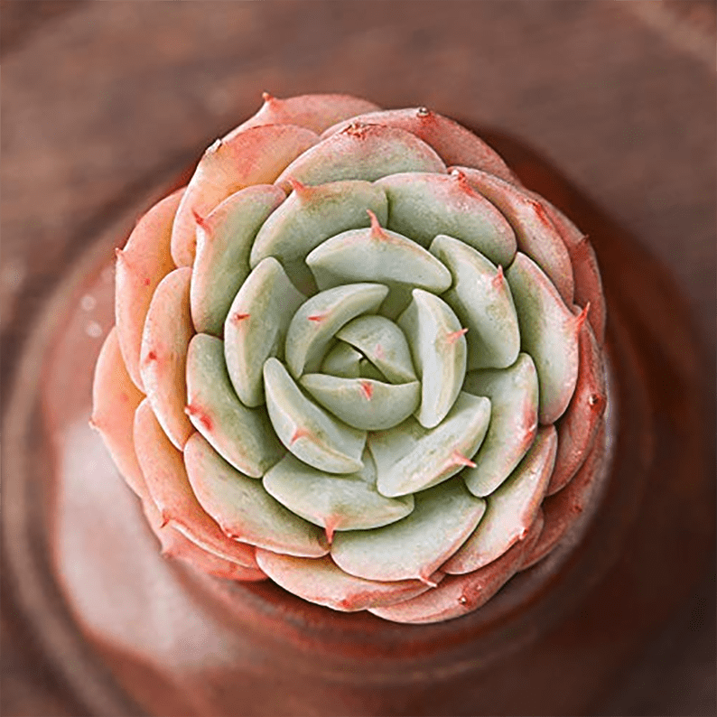 Echeveria Deresina