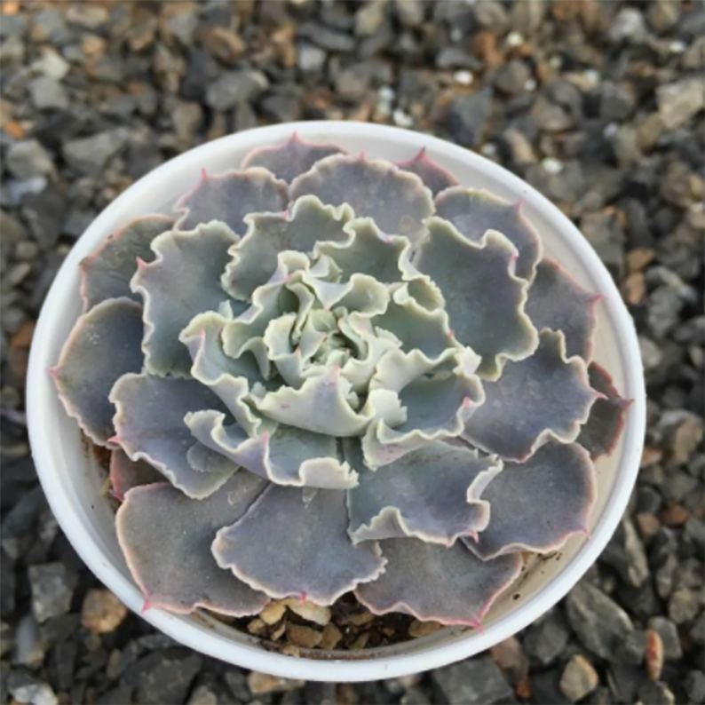 Echeveria Desert Star - Top Succulents at Unbeatable Prices