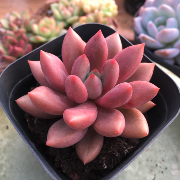 Echeveria Land of Peach Blossoms