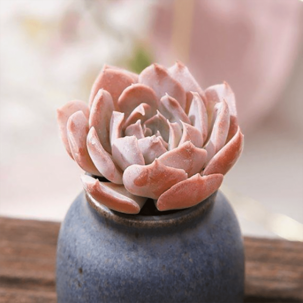 Echeveria Liberia