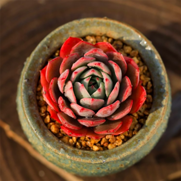 Echeveria Lin Jie Anna