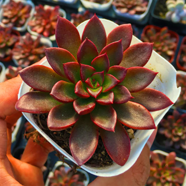 Echeveria Madame Ruthie
