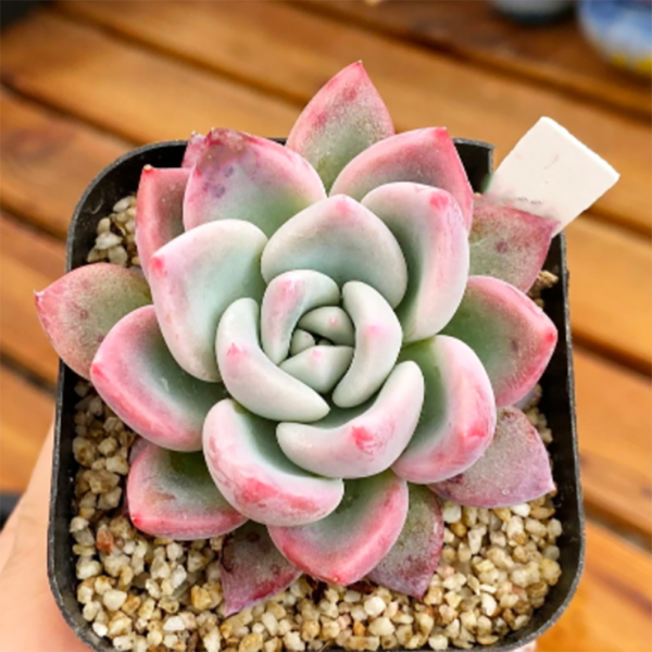 Echeveria Mathilda