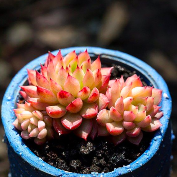 Echeveria Mebina