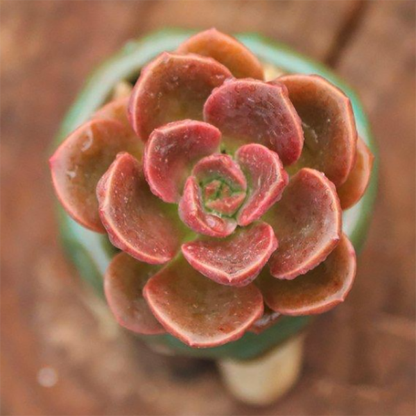 Echeveria Melaco