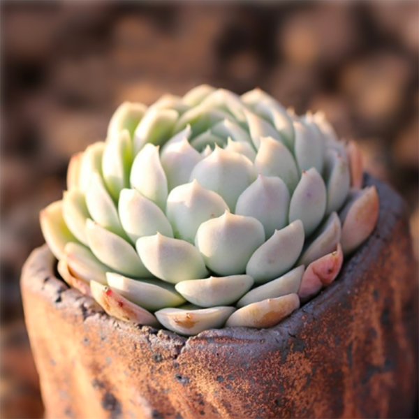 Echeveria Mexican Snowball