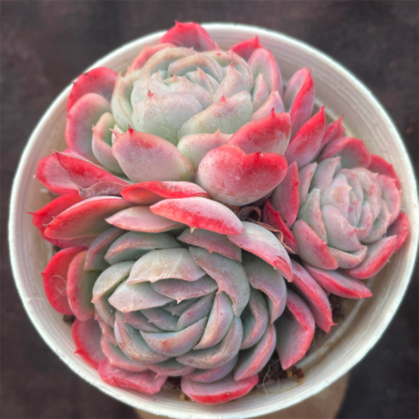 Echeveria Mexican Rose