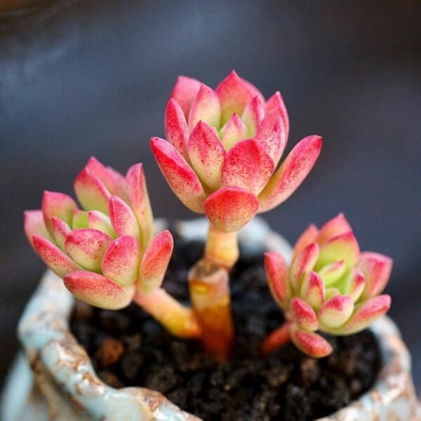 Echeveria Minibelle