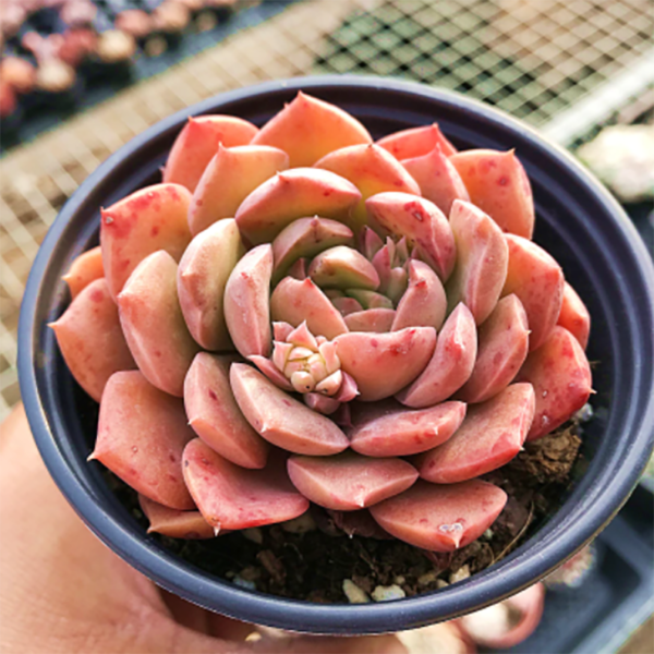 Echeveria Mohican