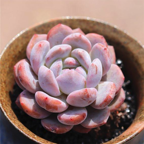 Echeveria Monroe