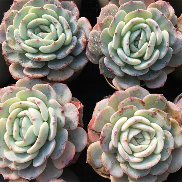 Echeveria Mont Blanc - Image 2