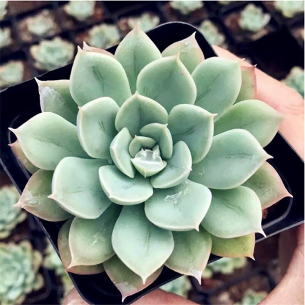 Echeveria Moon Fairy