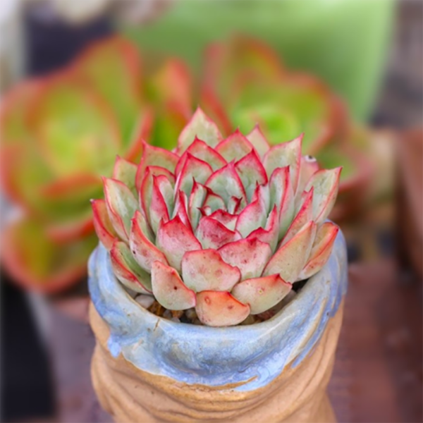 Echeveria Moon Gad varnish