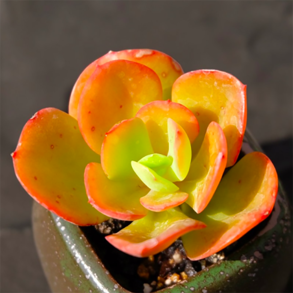 Echeveria Multicalulis Ginmei Tennyo