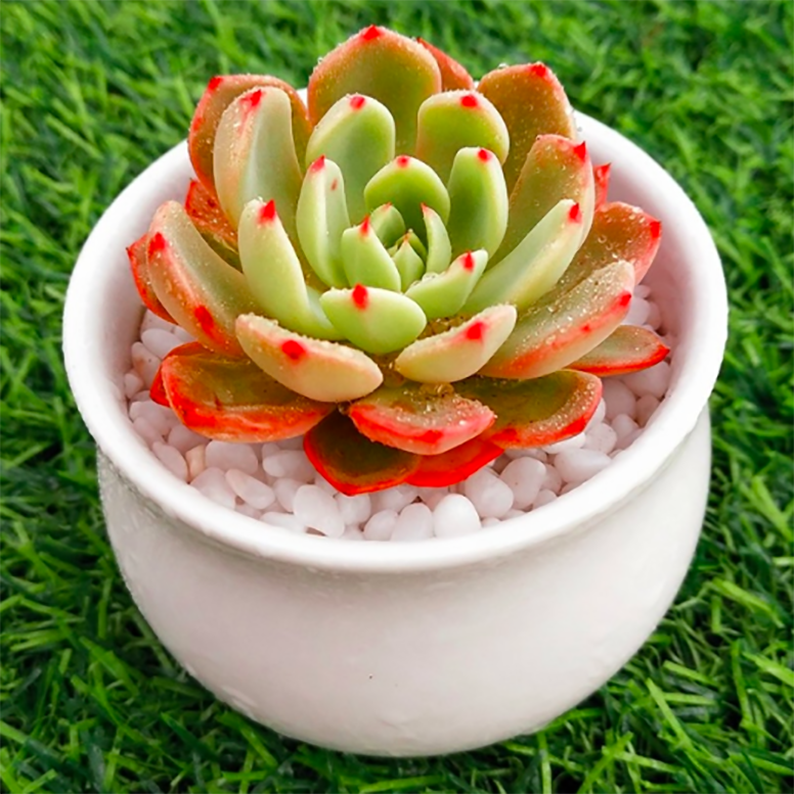 Echeveria Nana Mini Hook