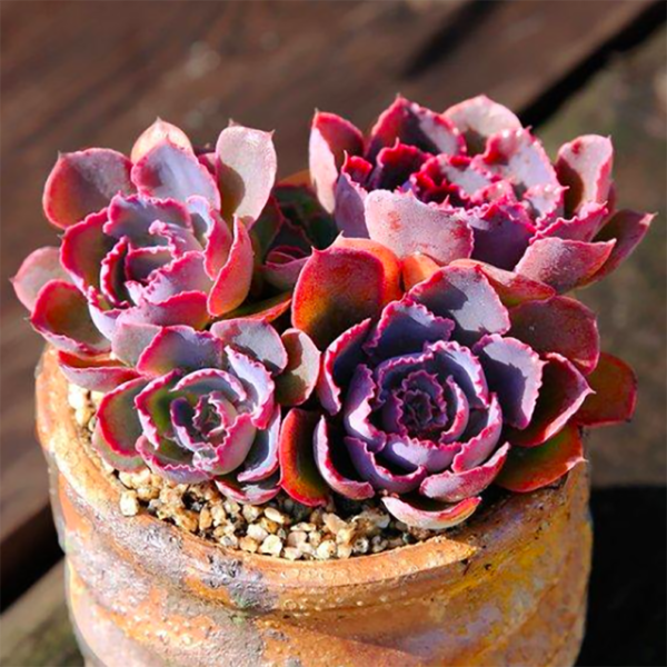 Echeveria Neon breaker