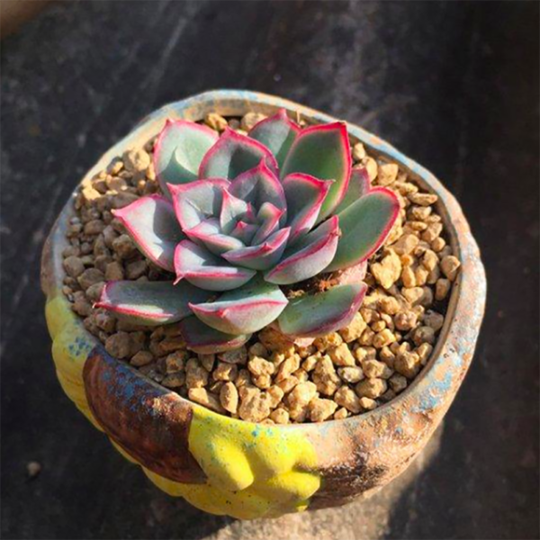 Echeveria Orion