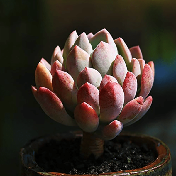 Echeveria Pachyveria