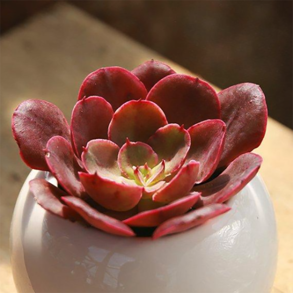 Echeveria Painted Frills