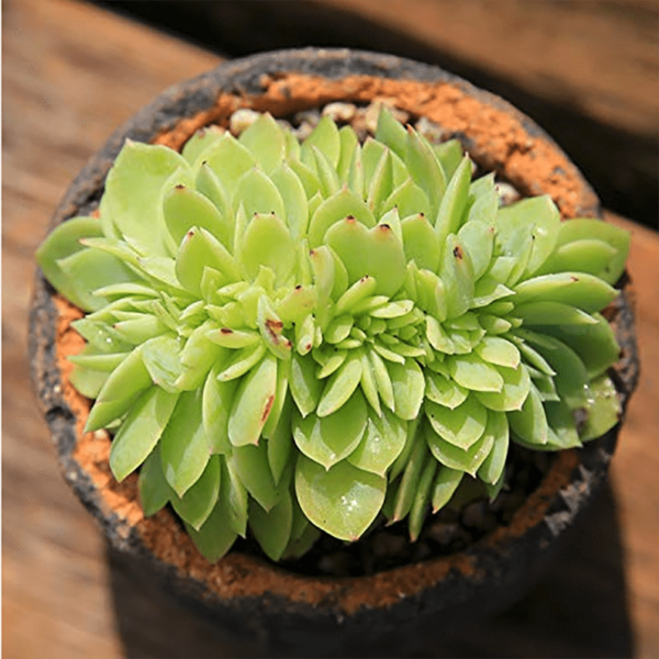Echeveria Pansy cristata