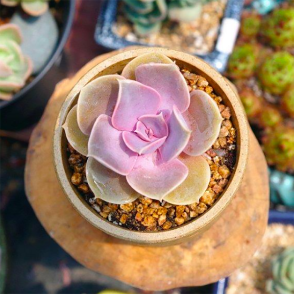 Echeveria Perle von N??rnberg