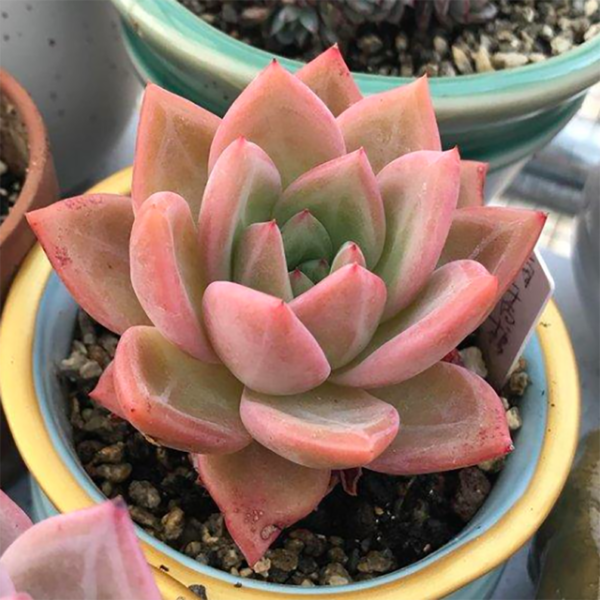 Echeveria Pink Champagne