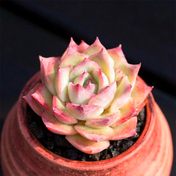 Echeveria Pink Tips