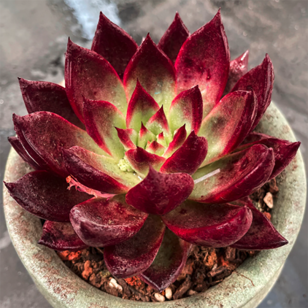 Echeveria Plato