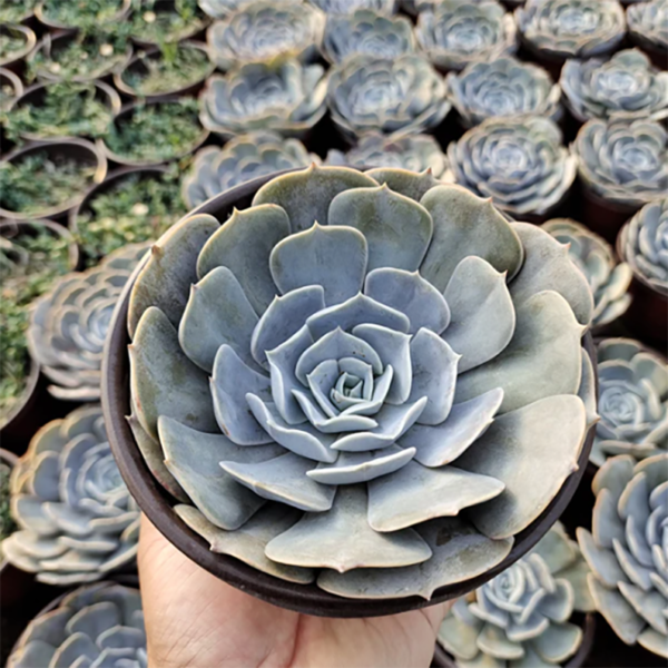 Echeveria Pollux