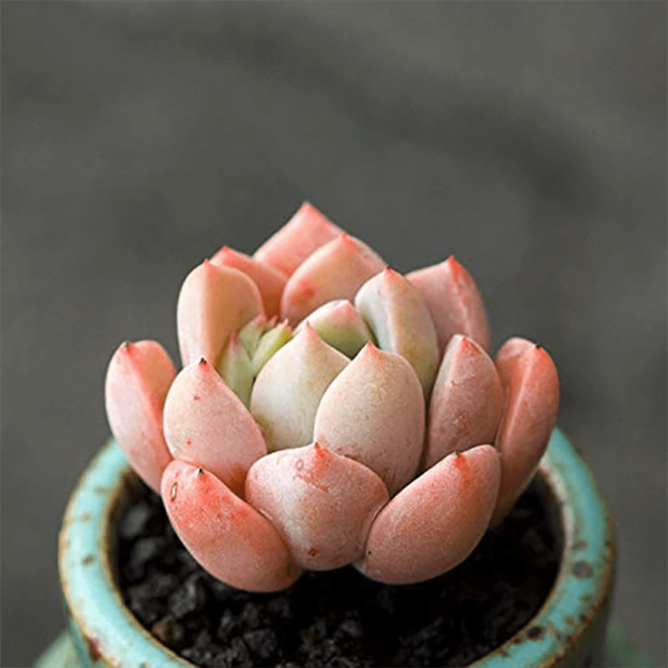 Echeveria Pretty in Pink