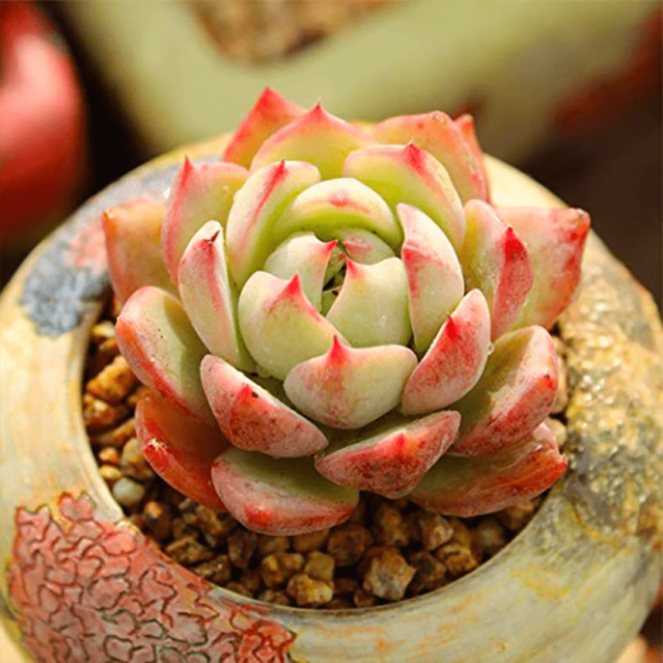 Echeveria Prism
