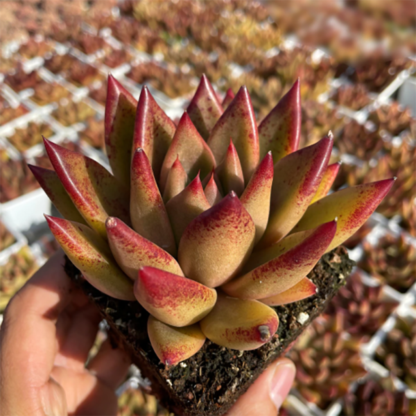 Echeveria Psyche