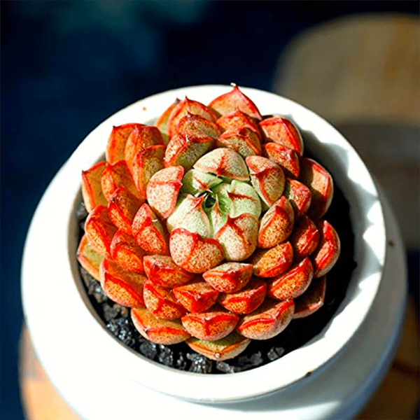Echeveria Pumila