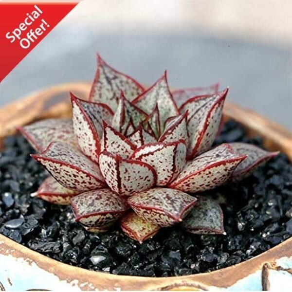 Echeveria Purpusorum White Form - Special Deal