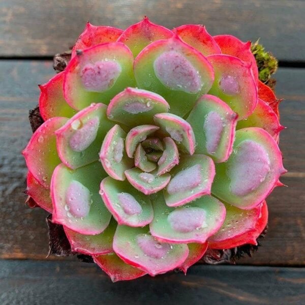 Echeveria Rain Drops