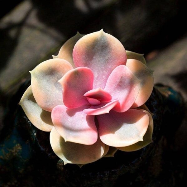 Echeveria Rainbow