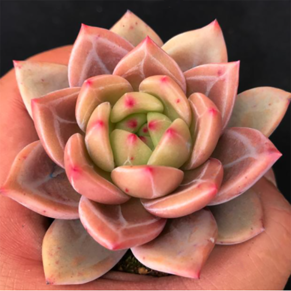 Echeveria Red Champagne