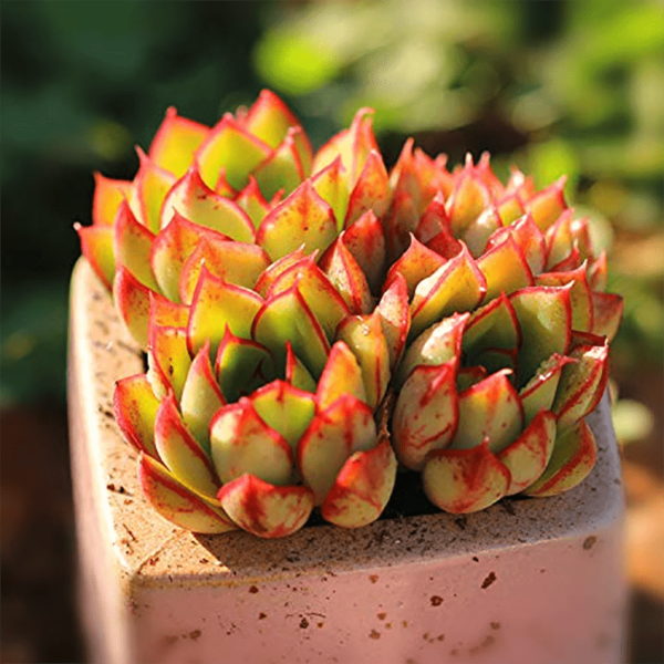 Echeveria Red Flower Queen