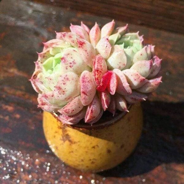 Echeveria Red hole